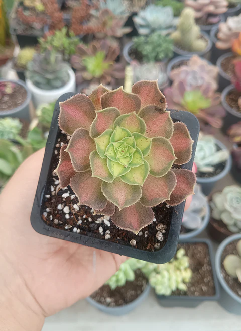 Aeonium pink witch Yellow middle S