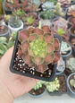 Aeonium pink witch Yellow middle S - Miniatura 2