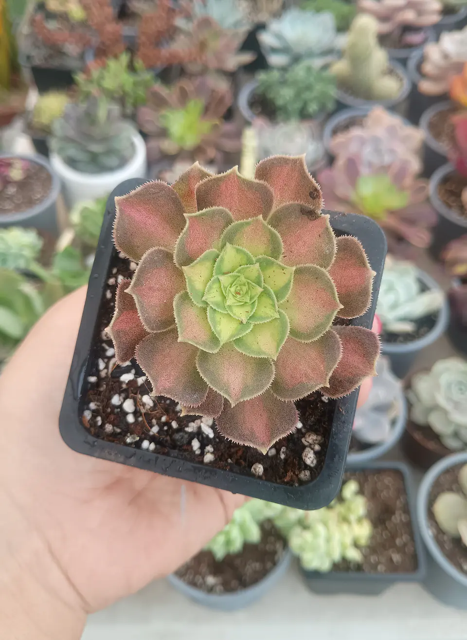 Aeonium pink witch Yellow middle S 2