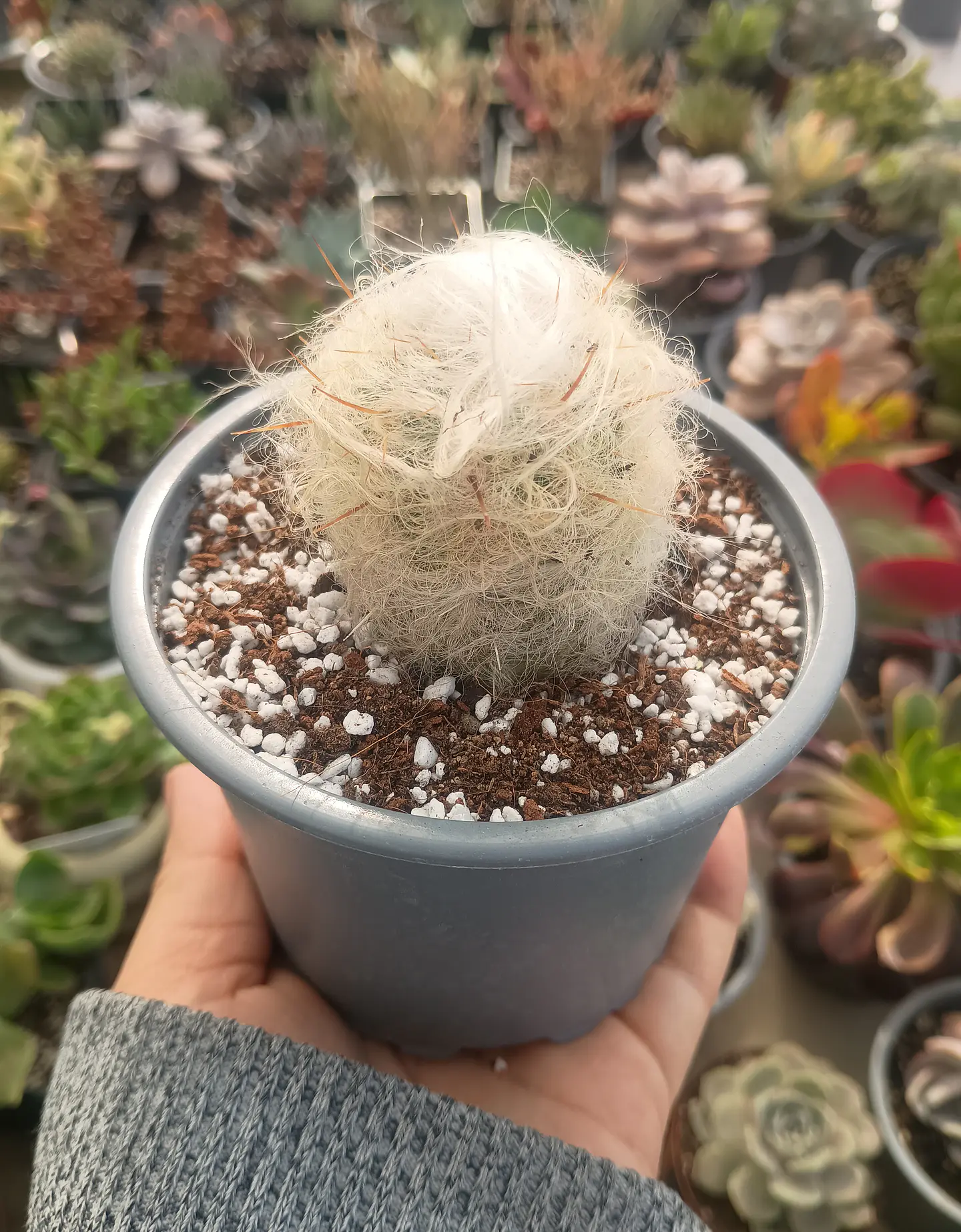 Orocereus Trollii 2