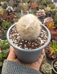 Orocereus Trollii - Miniatura 2