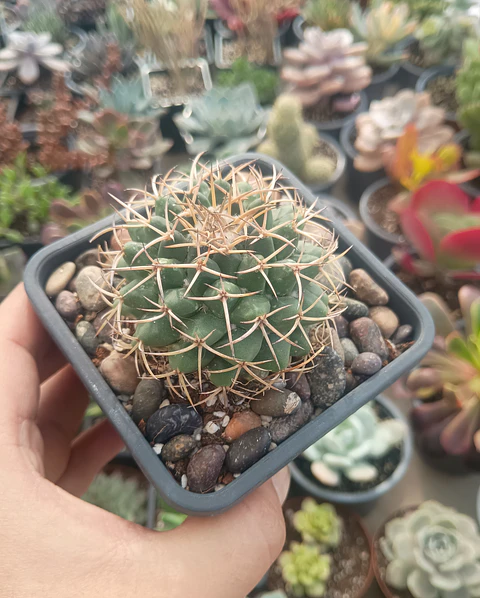 Gymnocalicium