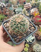 Gymnocalicium - Miniatura 1