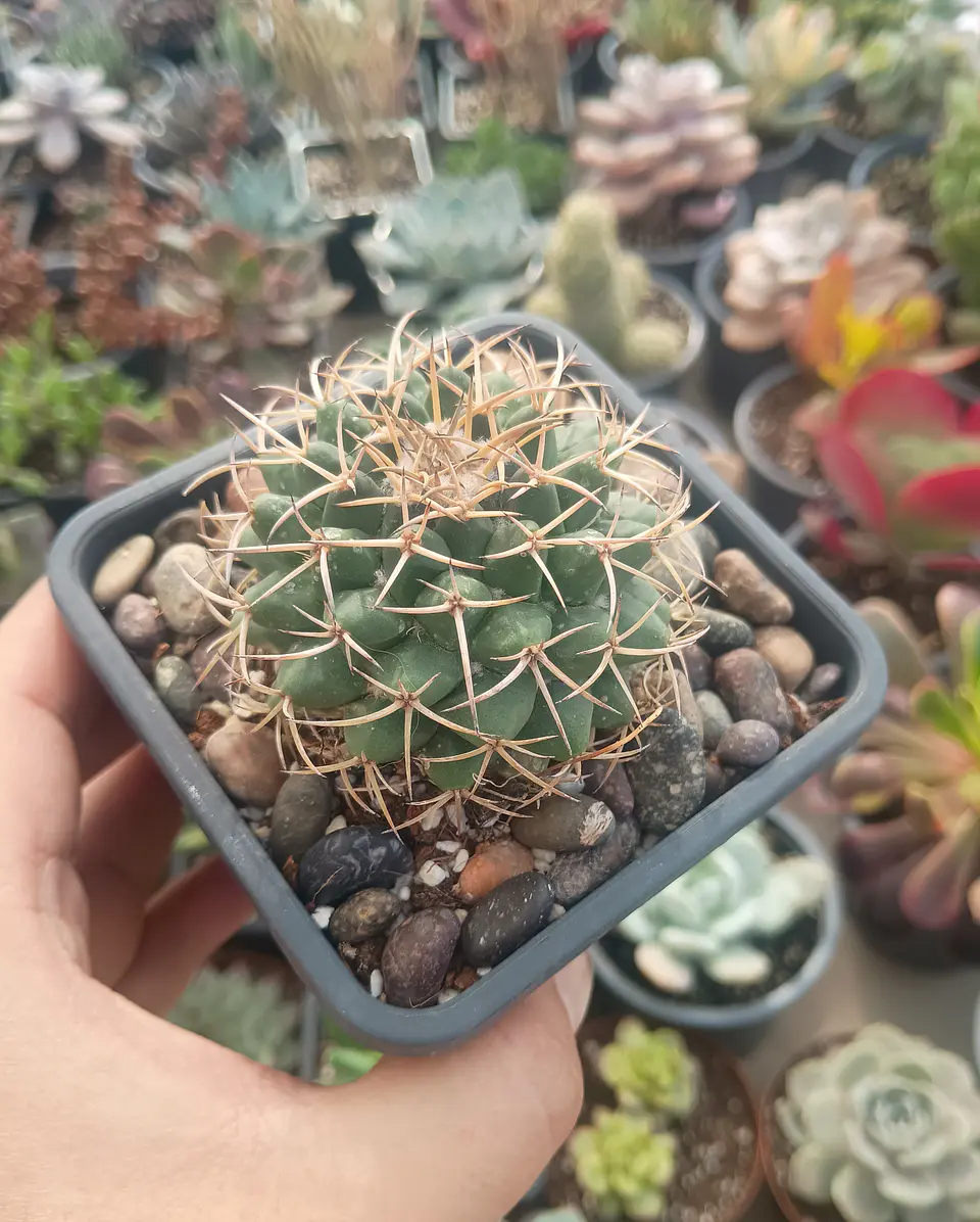 Gymnocalicium 1