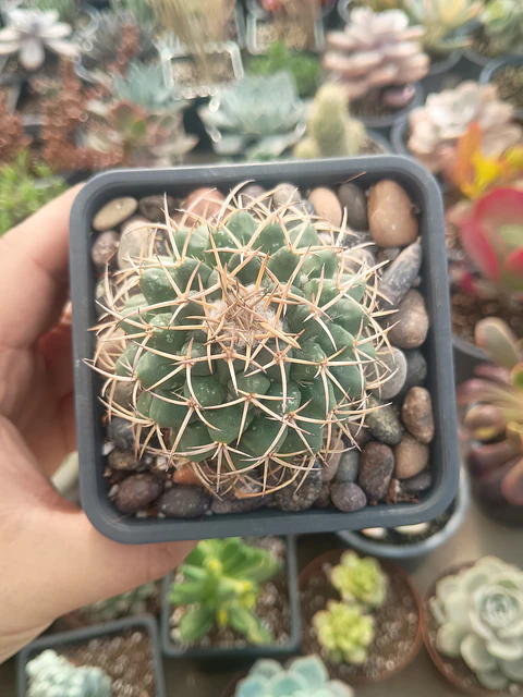 Gymnocalicium