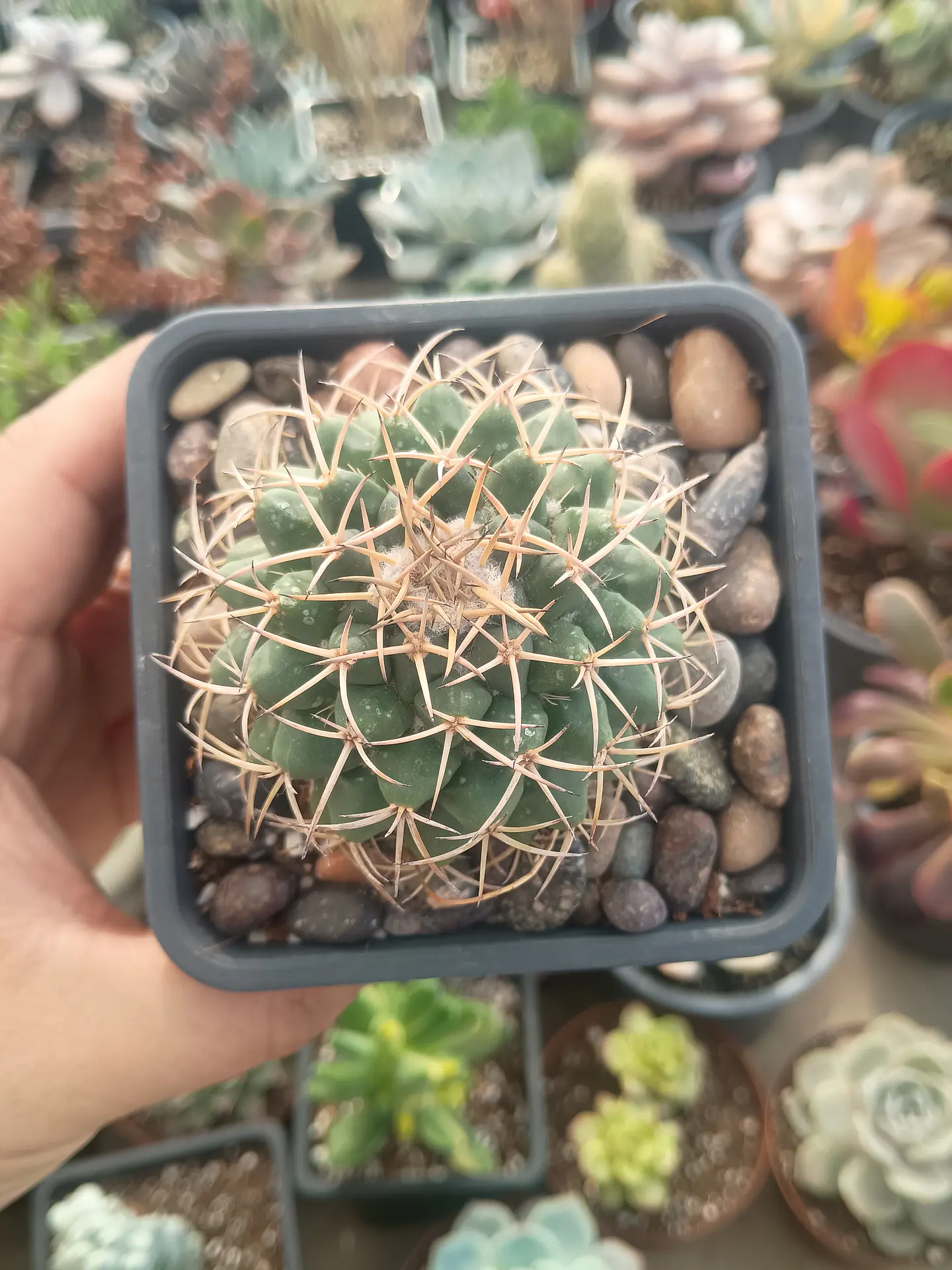 Gymnocalicium 2