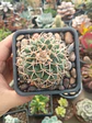 Gymnocalicium - Miniatura 2