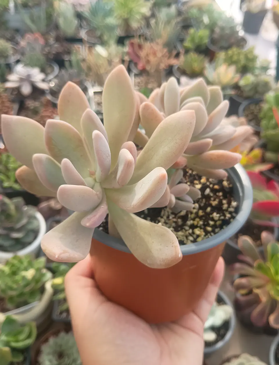 Graptophytum supreme 1