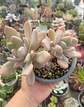 Graptophytum supreme - Miniatura 2