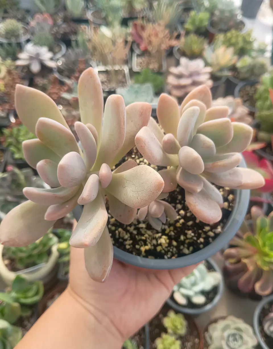 Graptophytum supreme 2