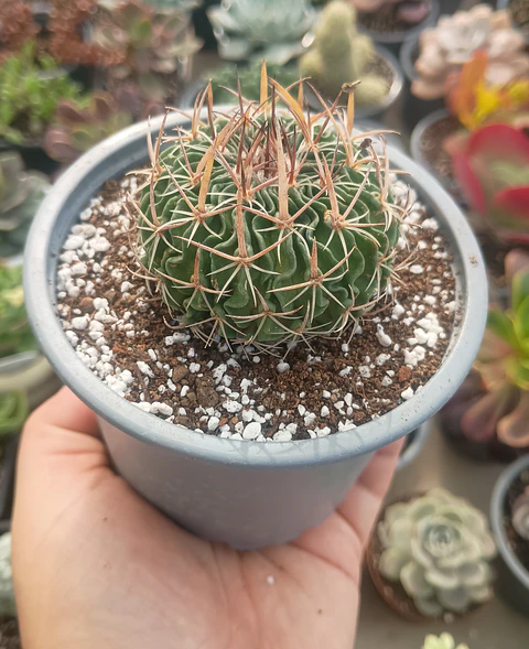 Stenocactus Multicostatus