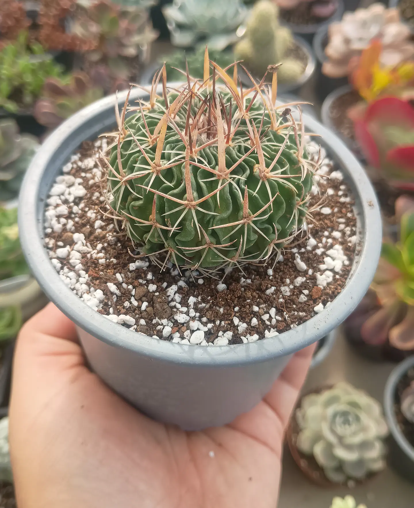 Stenocactus Multicostatus 1