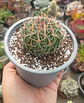 Stenocactus Multicostatus - Miniatura 1