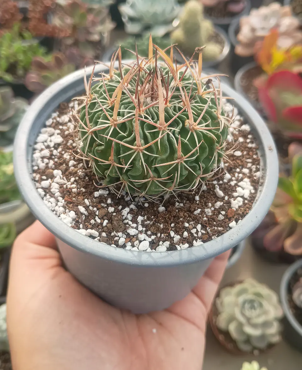 Stenocactus Multicostatus 1