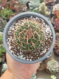 Stenocactus Multicostatus - Miniatura 2