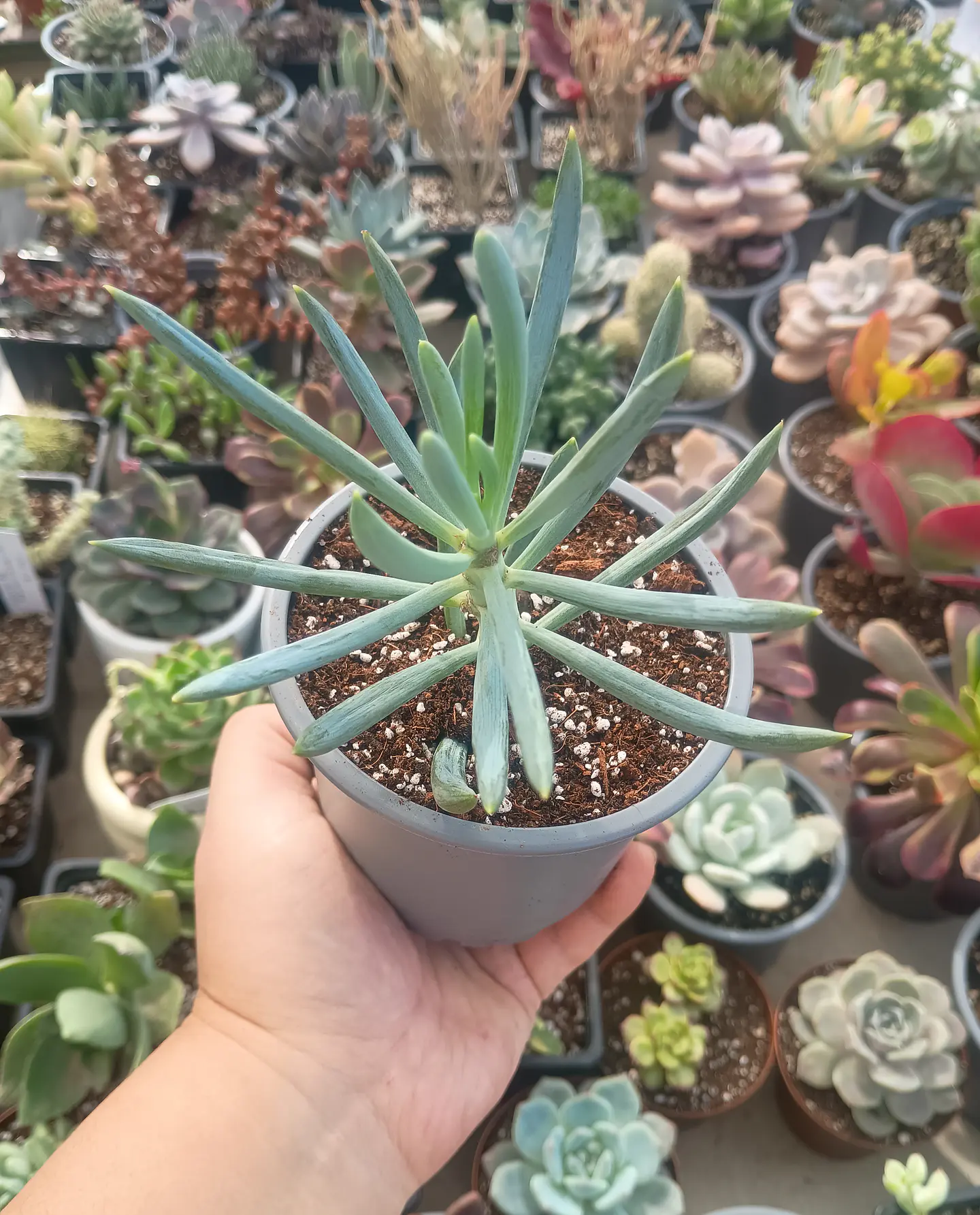 Senecio Mandraliscae 1