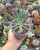 Senecio Mandraliscae - Miniatura 1