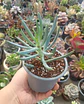 Senecio Mandraliscae - Miniatura 2