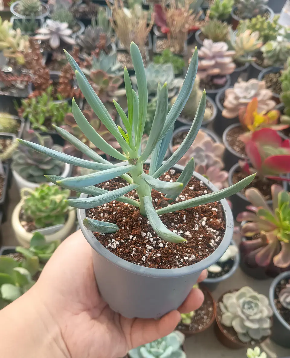 Senecio Mandraliscae 2