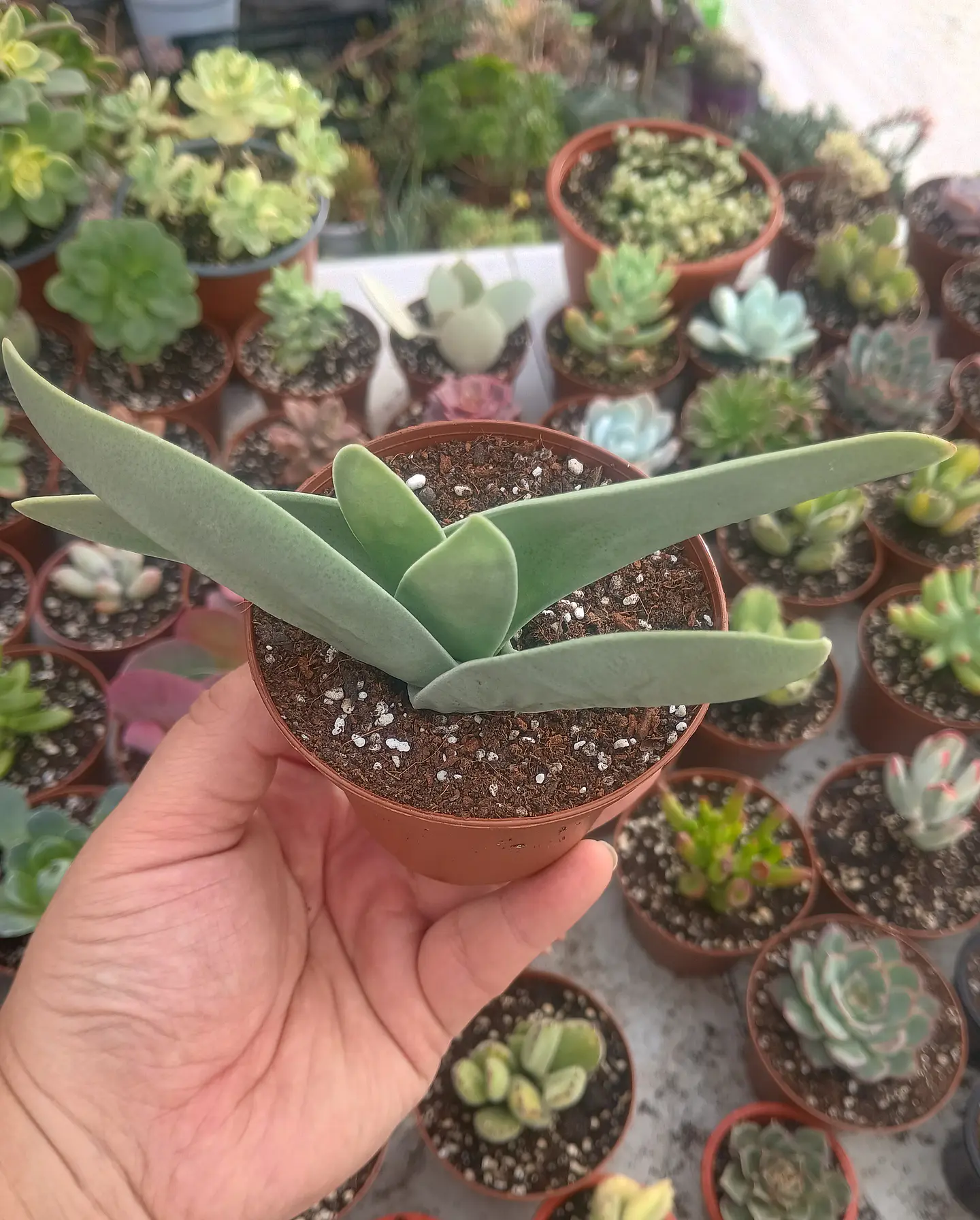 Crassula Falcata 1