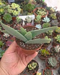 Crassula Falcata - Miniatura 1