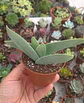 Crassula Falcata - Miniatura 2