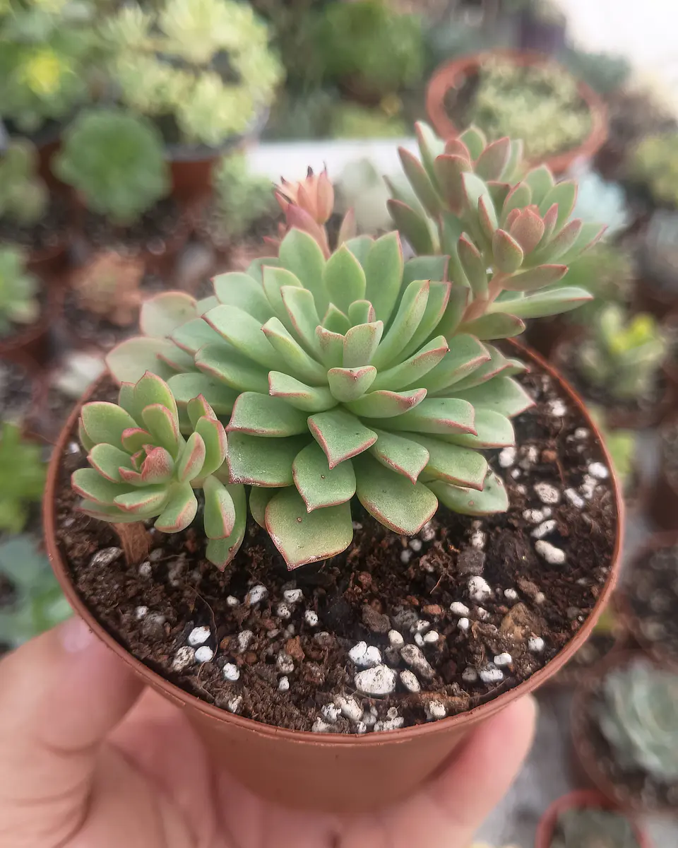 Sedeveria Darley dale 1