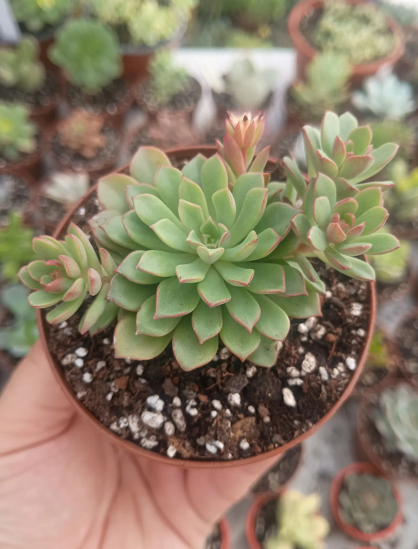 Sedeveria Darley dale 2