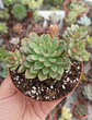 Sedeveria Darley dale - Miniatura 2