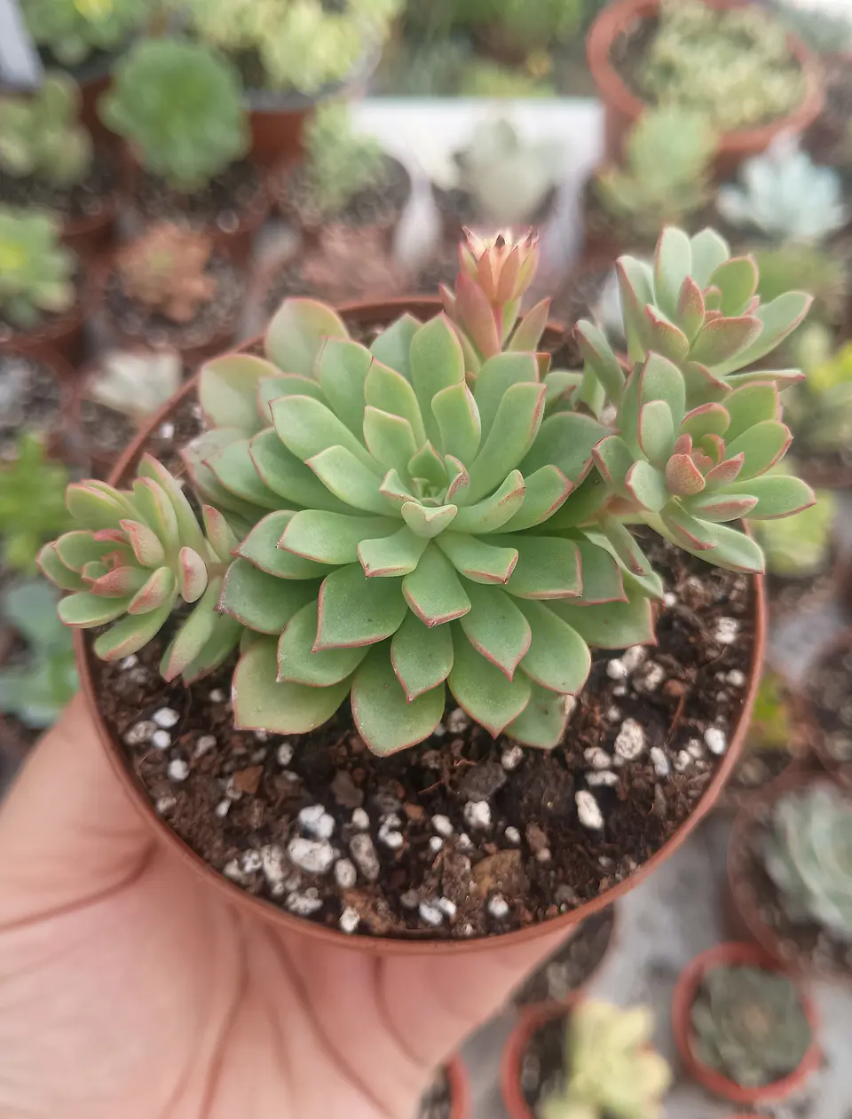 Sedeveria Darley dale 2