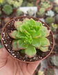 Sedeveria Leticia - Miniatura 1