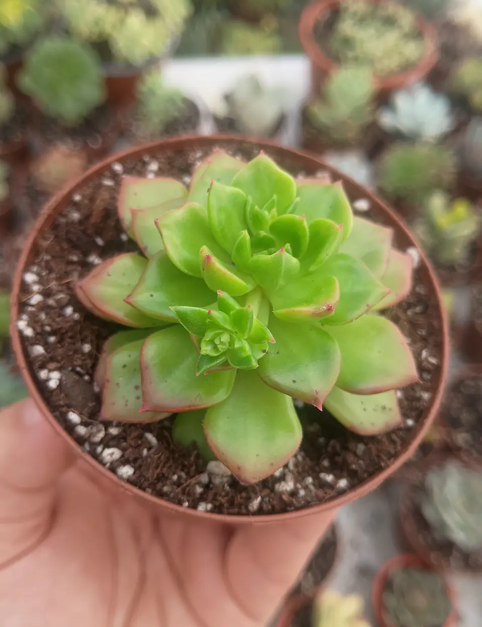 Sedeveria Leticia 1