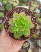 Sedeveria Leticia - Miniatura 2
