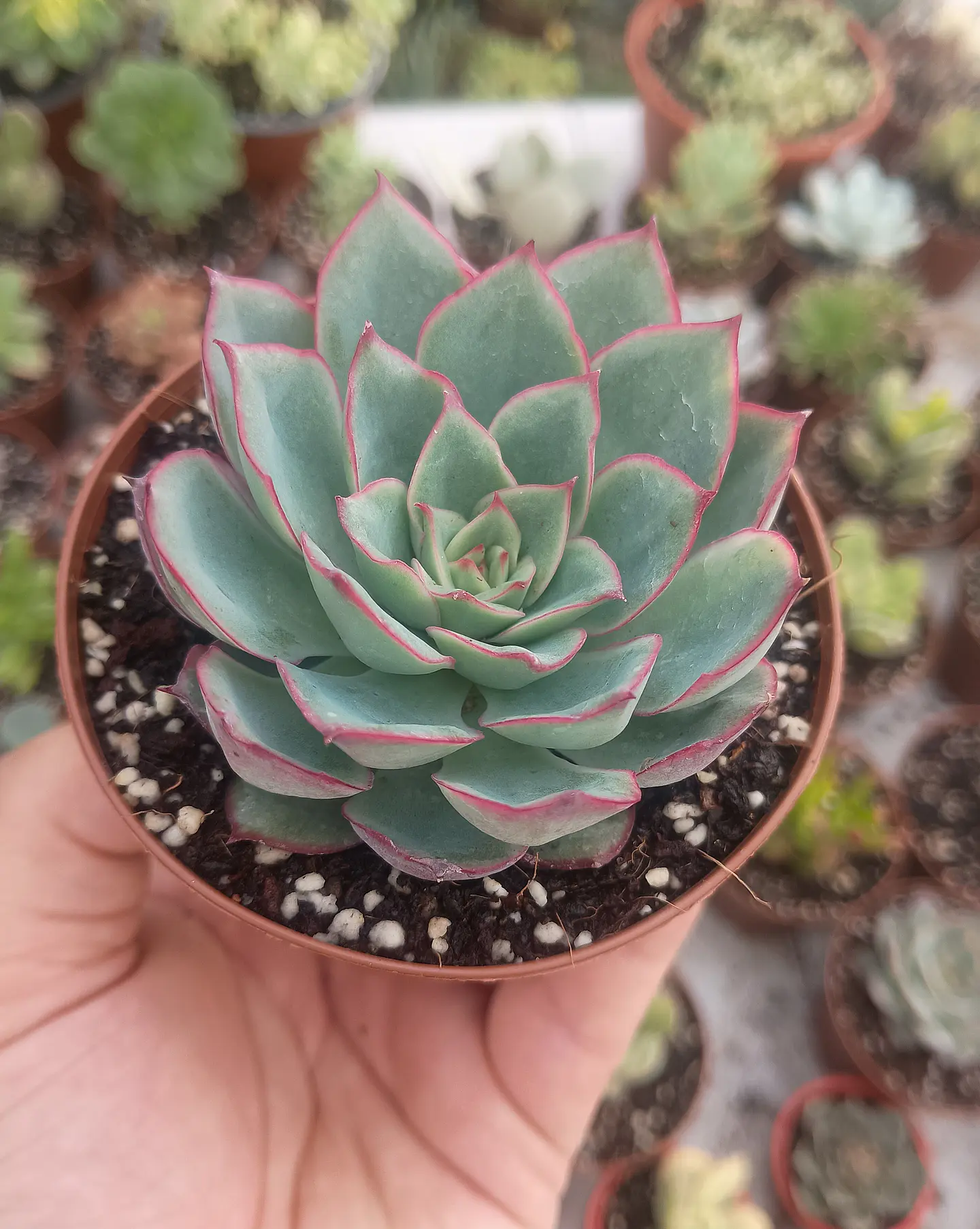 Echeveria Esther 1