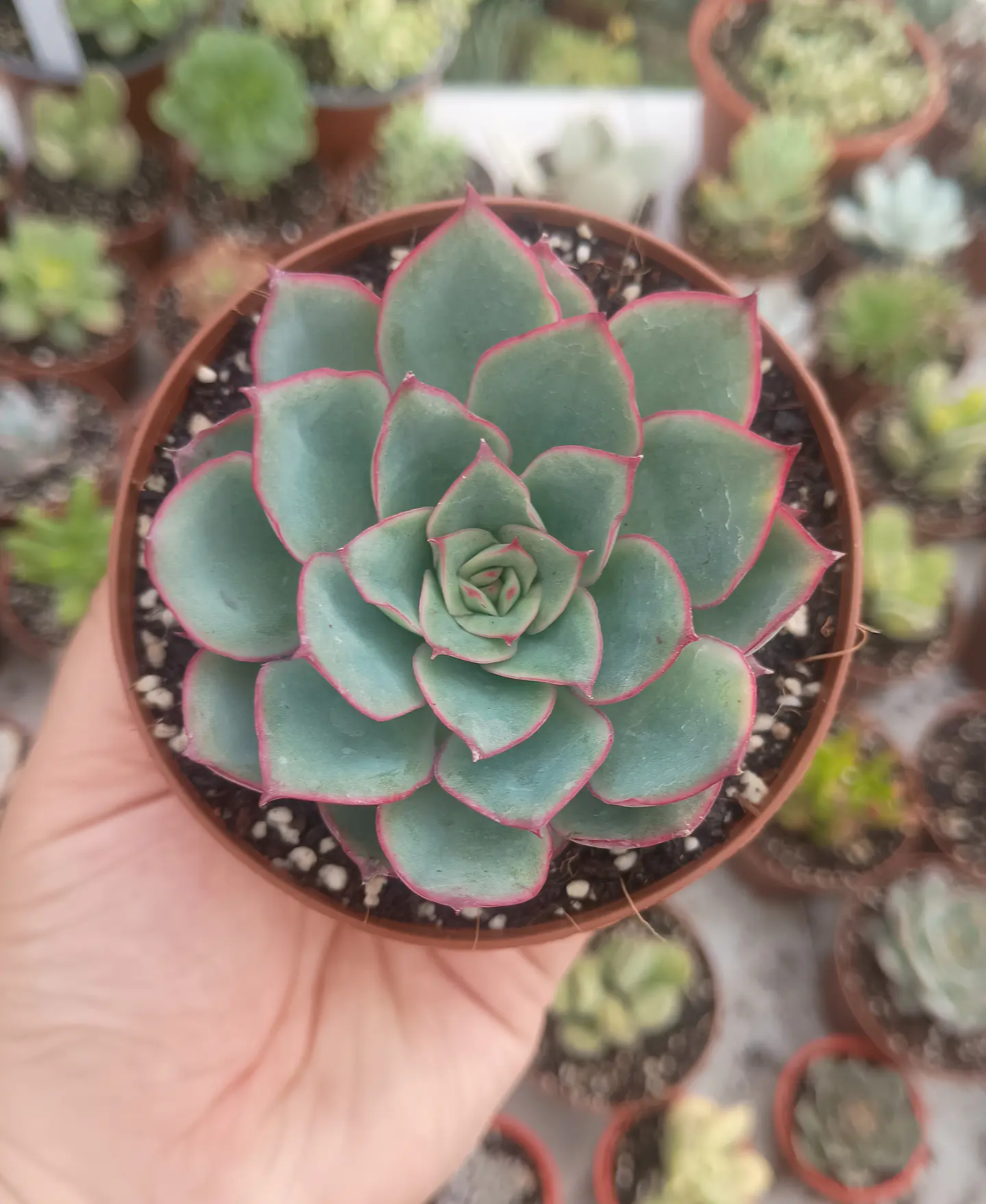Echeveria Esther 2