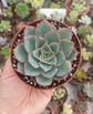Echeveria Esther - Miniatura 2