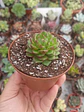 Echeveria Setosa Ciliata - Miniatura 1