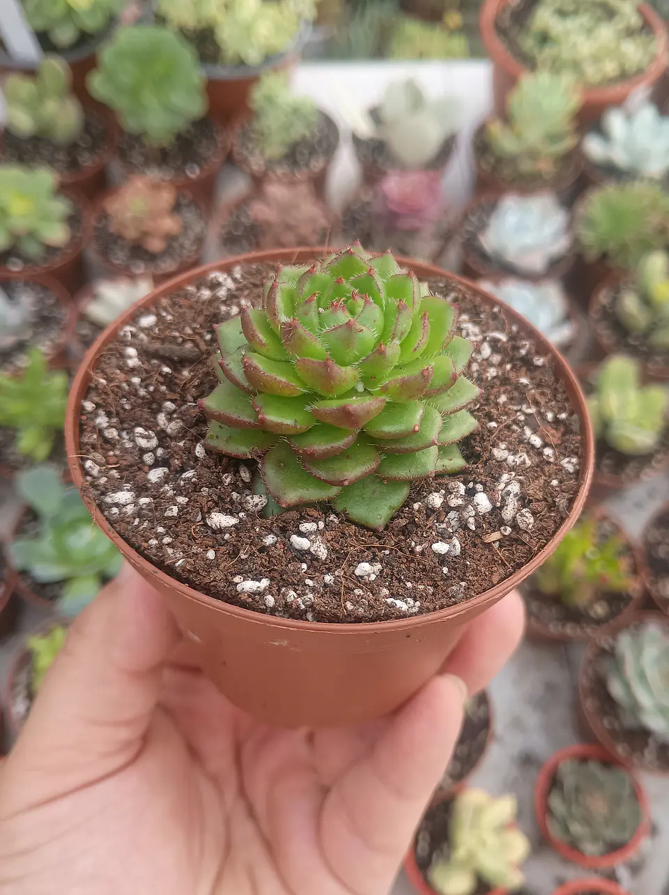 Echeveria Setosa Ciliata 1