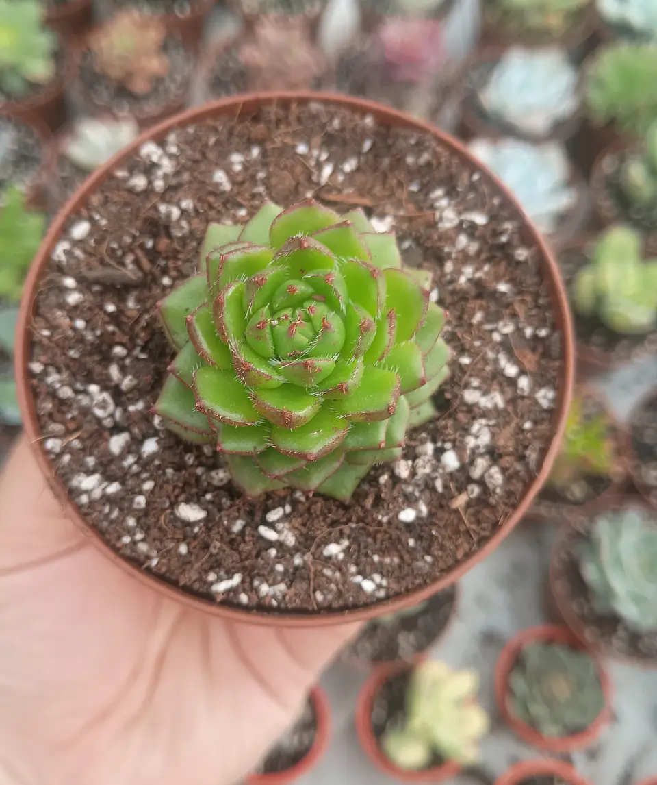 Echeveria Setosa Ciliata 2
