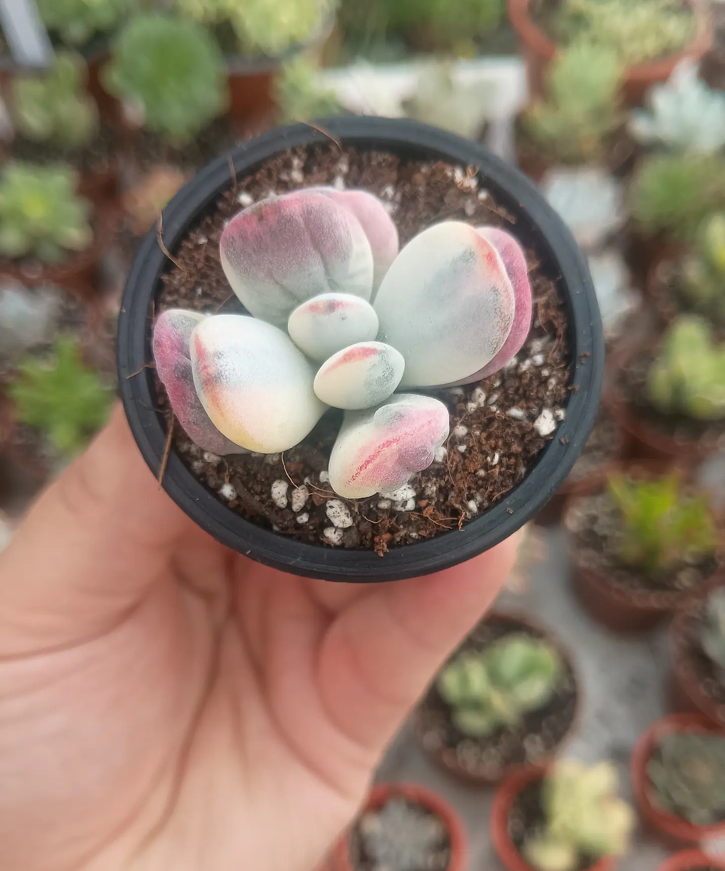 Cotyledon orbiculata Oophyla Variegado 1