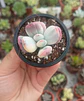 Cotyledon orbiculata Oophyla Variegado - Miniatura 1