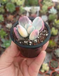 Cotyledon orbiculata Oophyla Variegado - Miniatura 2