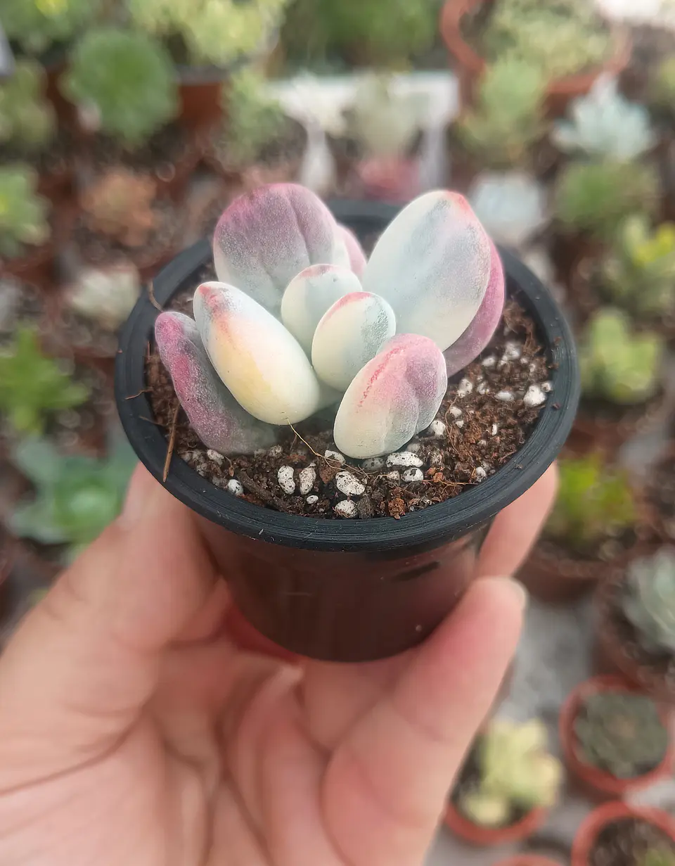 Cotyledon orbiculata Oophyla Variegado 2