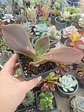 Echeveria  - Miniatura 1