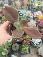Echeveria  - Miniatura 2
