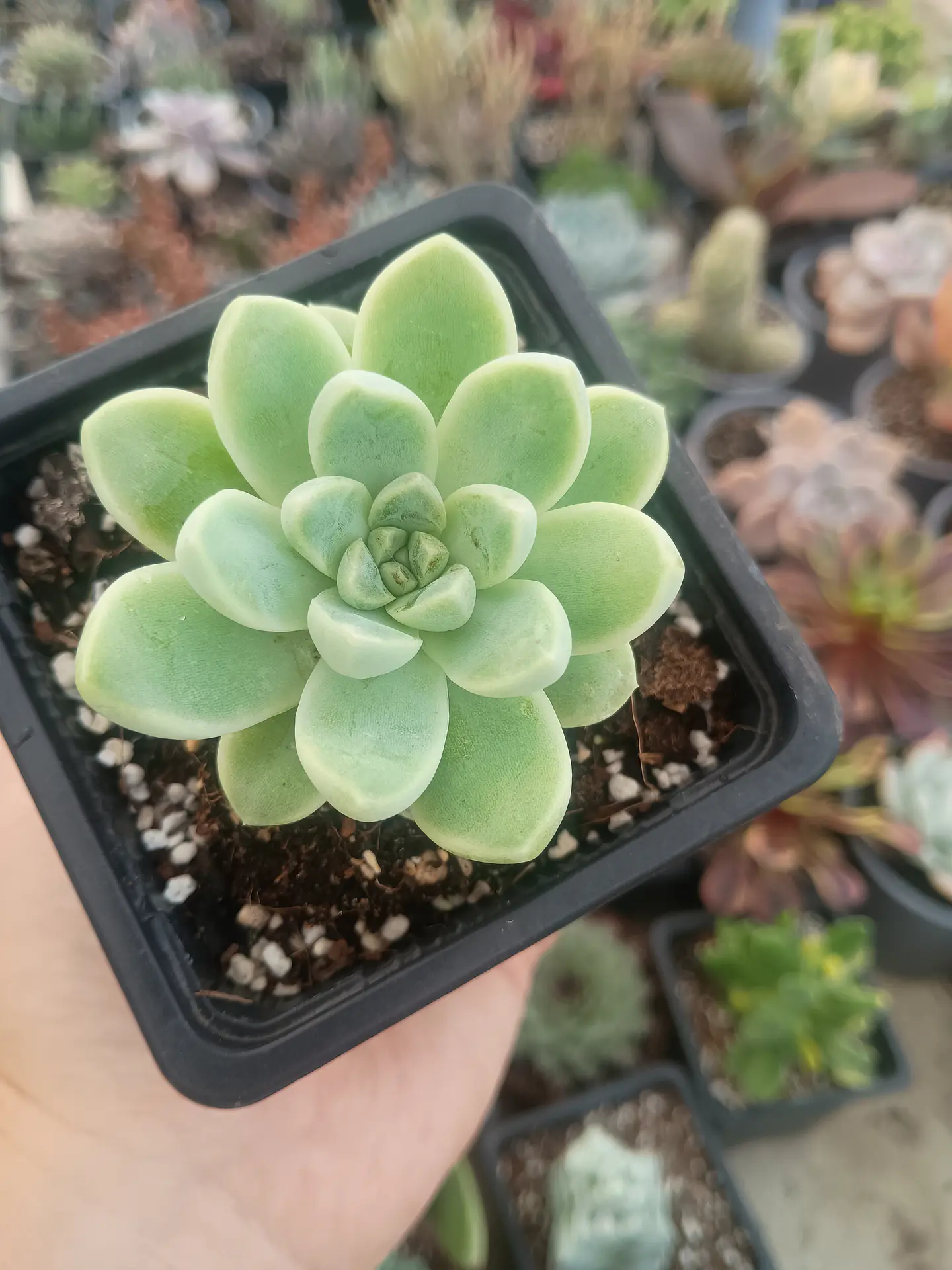 Echeveria Albida 1