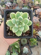 Echeveria Albida - Miniatura 2