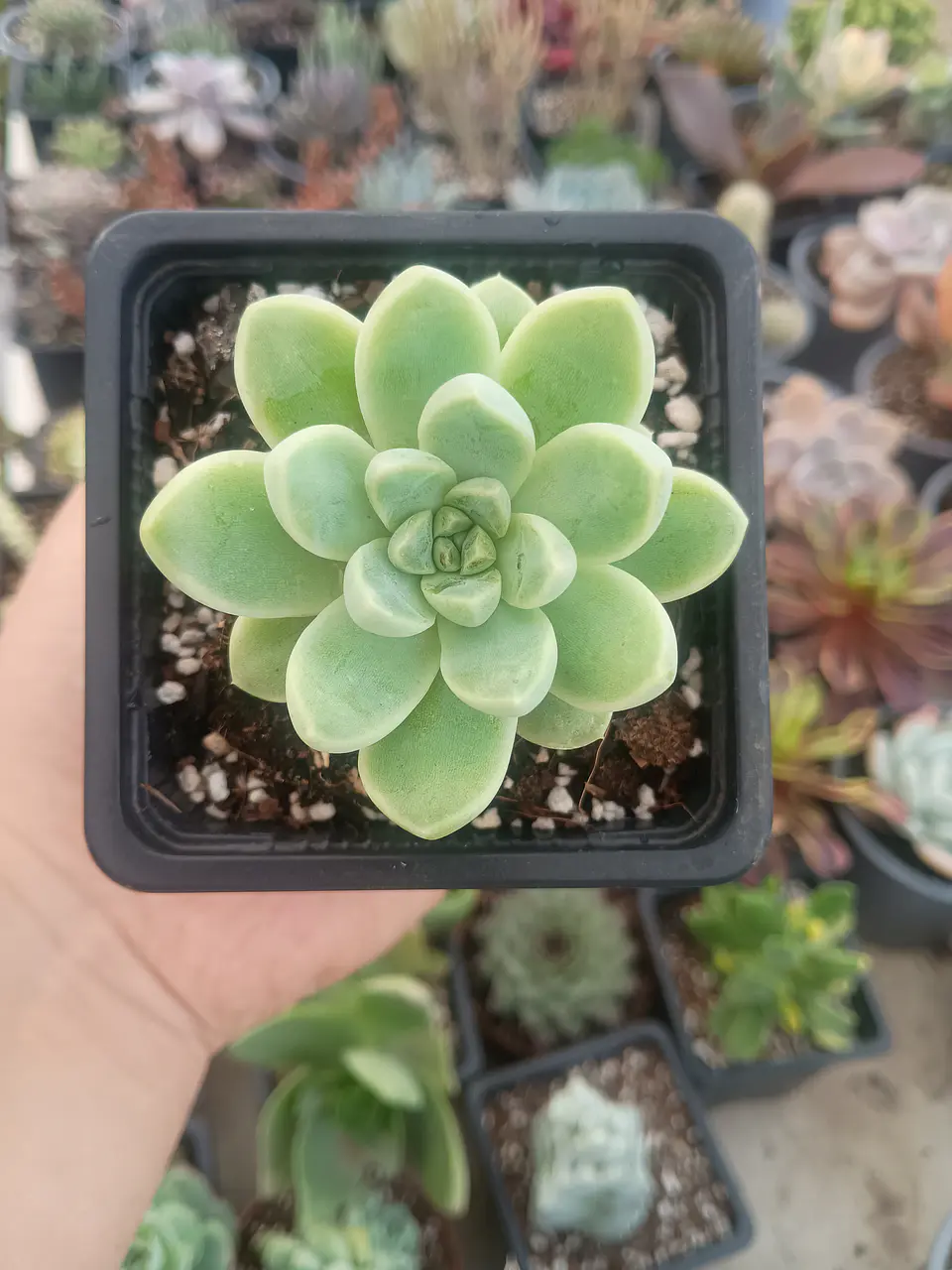 Echeveria Albida 2