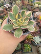 Aeonium Sunburst - Miniatura 1