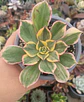 Aeonium Sunburst - Miniatura 2